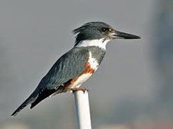 Kingfishers are among the many birds found in the Nome area