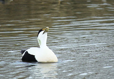 Common Eider photo by Arin Underwood