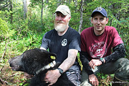 Wildlife biologists Boyd Porter and Steve Bethune with a Prince of Wales black bear shortly after collaring The bear was released unharmed moments later