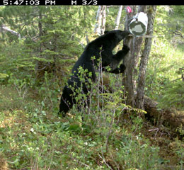 This photo taken by a motiontriggered trail camera shows a black bear investigating a snare This bear managed to trip the snare without getting caught See the trail camera gallery for more images