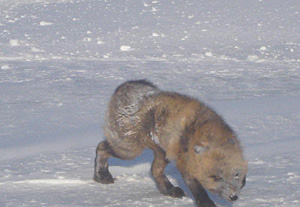 A rabid fox