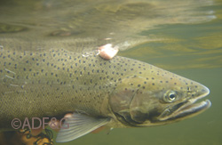 A Ford Arm steelhead is released
