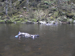 A fishery biologist conducts a steelhead survey by snorkeling a Southeast Alaska river