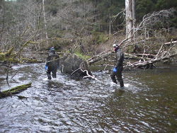 Walking a shallow section during a steelhead survey