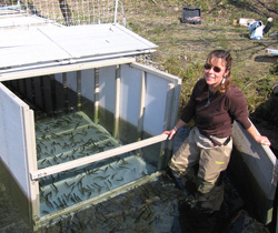 Kodiak Biologist Suzanne Schmidt releasing king salmon smolt held over a two week period for imprinting in the American River during May 2009 Photo ADFampG