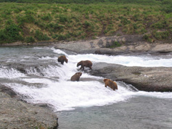 Brown bears from the viewing platform at McNeil River Photo by Anne SuttonADFampG