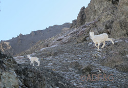 A Dall39s sheep lamb and ewe