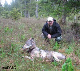 State wildlife biologist Kris Larson releases a Prince of Wales wolf that39s been equipped with a GPS collar The movements and activities of seven collared wolves will be compared with the hair snaring data to fine tune the techniques