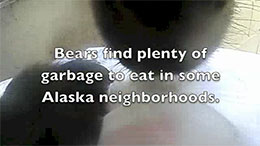 A scene from a video clip showing a bear tearing open a trash bag The bear39s bewhiskered chin is at the top and his left paw is on the bottom The video is available for viewing