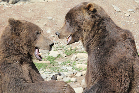 Two captive male bears housed at the Alaska Zoo provide an illustration of the variability in head size and shape among brown bears  The ldquolongfacedrdquo bear on the left originating from King Cove is 28 years younger than the ldquowidefacedrdquo bear on the right originating from Kodiak  Photo courtesy of Todd Green