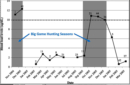 This graph shows the spike in lead blood levels in ravens during two hunting seasons Lead is detectable in blood for about a month after it is ingested and it accumaltes in bone tissue over a lifetime