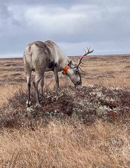 A collared caribou munches on lichen after being examined by researchers This is one of the most commonly observed behaviors after caribou are released after being examined