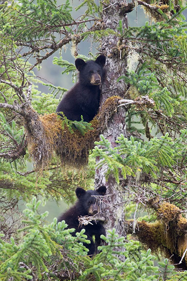 A pair of cubs watch from the top of a spruce tree while their mother is handled in a snare below courtesy USFSADFG Prince William Sound Black Bear Study