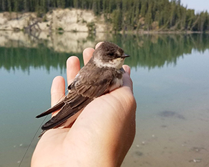 A Bank Swallow in hand the antenna of a tiny tracking device is visible on the left side of the bird