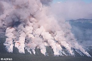 A fire in Interior Alaska in the summer of 1999 The short term aftermath of a forest fire is readily apparent but fire is a natural and important part of the ecosystem in Interior Alaska