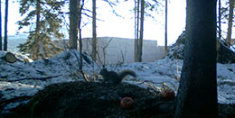Pumpkin the squirrel