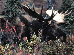 An interior Alaska moose emAlces alces gigasem the largest of all moose subspecies in the world also known as tundra moose or Alaska moose