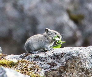 A collared pika