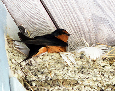 A barn swallow one of the five species of swallows found in Alaska These are not cavity nesters