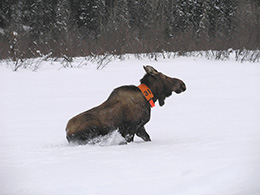A collard moose in winter quotsnowplowingquot along a Berners Bay river Kevin White photo