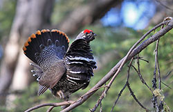 Spruce grouse