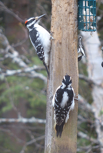 A pair of Hairy woodpeckers The red patch on the back of his head identifies the top bird as a male Note that on the female below the white stripes on her head don39t go all the way around as they do on the similarlooking Downy woodpecker The bill on the Hairy woodpecker is quite long compared to the Downy  Photo by Tim Bowman
