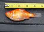 Gustavus Goldfish  Photo Jacob Ohlson