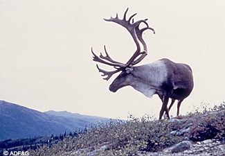 Caribou have been a major part of John Coadys work over the past three decades