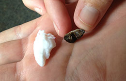 An otolith before and after heating and cracking