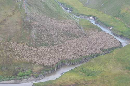 A large aggregation of caribou along the Kivalina River ADFampG coordinates with US Federal and Canadian agencies to set up the photosurveys used to estimate caribou numbers Photo by Nate Pamperin