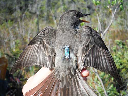 An olivesided flycatcher equipped with a geolocator When retrieved after about a year the tiny device will reveal the bird39s migration routes and wintering areas