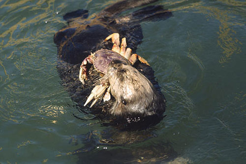 A sea otter with a Dungeness crab Between 2002 and 2011 the number of sea otters in Southeast Alaska waters increased from about 11000 to around 26000 animals All these sea otters in Southeast Alaska are descended from about 400 animals from the Aleutians reintroduced to the region in the 1960rsquos