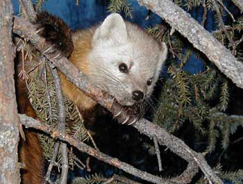 Marten are the mosttrapped furbearer in Alaska and the fur is marketed as sable