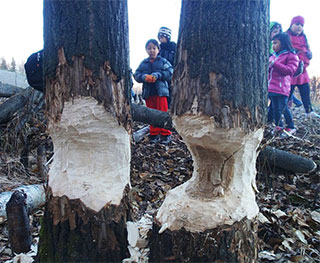 Beaverchewed trees