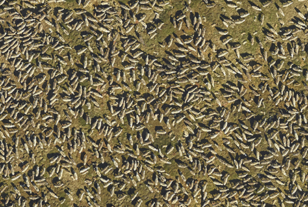 An aerial photo of a tightly bunched group of caribou