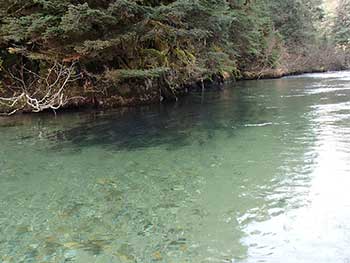 Coho schooled in a typically clear pool of the Berners Scott Forbes photo