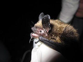 Keen39s myotis one of six bat species found in Southeast Alaska The little brown bat is the only bat species found in Interior Alaska