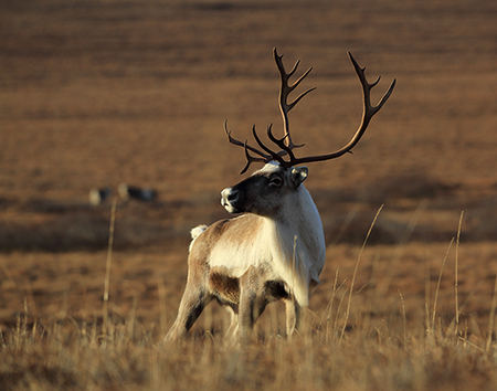 Caribou photo by Jim Dau