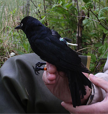 Geolocators can provide valuable insights into bird movements in a bestcase scenario with a migratory bird nesting in Alaska and wintering down south an eightmonth record of sunrise sunset and date indicates the latitude and general location of the bird along the migration route south its wintering area and the return route