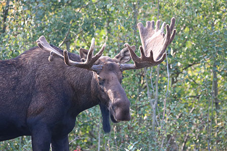 quotIs this Moose Legalquot has long been one of the department3939s most popular videos