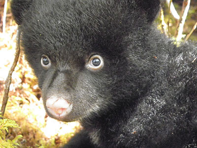 A cub of the year Photo by Ray Slatten