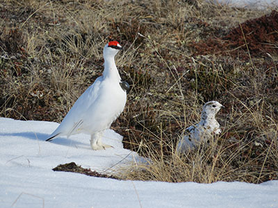 A transmitting ptarmigan and a hen