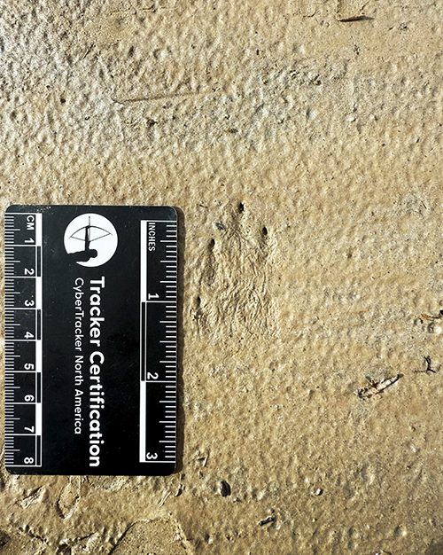 MYSTERY TRACKS  The track in question Clues include the four claw marks and what could be sign of hair on the footpad Read on to learn the answer