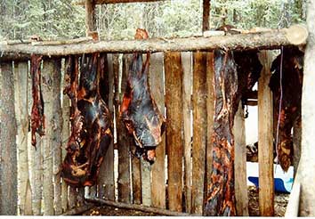 Drying is not an appropriate method for curing bear meat as it doesn39t kill the parasites