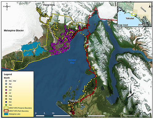 A map showing the travels of Bear 722 The blue dots near the town of Yakutat in the bottom center indicate his location in April the yellow dots show his trek north in May his swim across Disenchantment Bay at the head of Yakutat Bay and his travels west across the forelands and up to the Floral Hills in the foothills of the Saint Elias Mountains Purple dots show his locations in June around the forelands and red his trip back to Yakutat