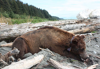 A big Malaspina bear