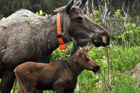 A collared cow moose with a mouthful of fireweed and her calf of the year Photo courtesy Thomas McDonnough
