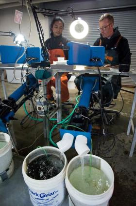 Resnick Duong left and Jon Livermore tag salmon at the Ladd Macaulay Visitor Center at the Douglas Island Pink amp Chum Hatchery Michael Penn  Juneau Empire
