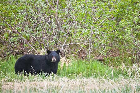 A Prince William Sound black bear As many as 600 black bears a year have been taken in Prince William Sound although harvest has dropped a dramatically in recent years Photo by Milo Burcham