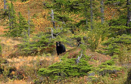 2014 was a good year for bears spring came early and many bears moved to the alpine and subalpine areas by May Harvest was low Photo by Steve Moffitt